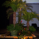 Location de plantes et decorations Pro, Cap Vert - Photo 01