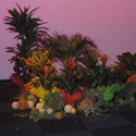 Location de plantes et decorations Pro, Cap Vert - Photo 07