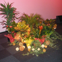 Location de plantes et decorations Pro, Cap Vert - Photo 09