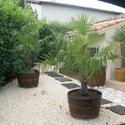 Location de plantes et decorations Pro, Cap Vert - Photo 12