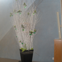 Location de plantes et decorations Pro, Cap Vert - Photo 13