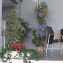 Location de plantes et decorations Pro, Cap Vert - Photo 16